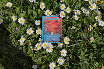 Koleksiyon Kartı Set 2 | (• – – – –) / IV, VII, VIII